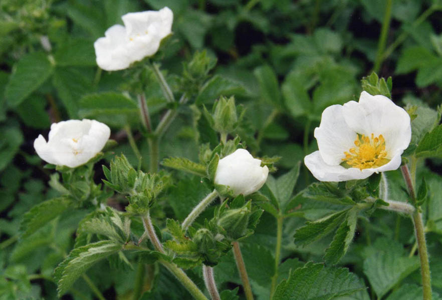 Potentilla dombeyi en fleurs sur les pentes herbeuses des Andes